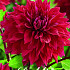 Dahlia Deco. Babylon Purple x1 I .