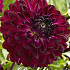 Dahlia Deco. Blue Bird x 1 I .