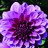 Dahlia Deco. Blueberry Classic x1 I .