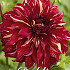 Dahlia Deco. Bohemian Spartacus x 1 I .