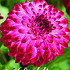 Dahlia Deco. Caproz Pizzazz x1 I .