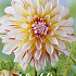 Dahlia Deco. Caribbean fantasy x 1 I .