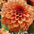 Dahlia Deco. David Howard x1 I