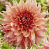 Dahlia Deco. Fairway Spur x1 I