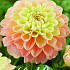 Dahlia Deco. Honey Dew x1 I .