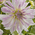 Dahlia Deco. Ice Berg x 1 I .