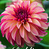 Dahlia Deco. Irish Pinweel x1 I .