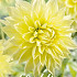 Dahlia Deco. Kelvin Floodlight x1 I