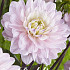 Dahlia Deco. Lady Kate x1 I