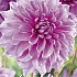 Dahlia Deco. Lavender Perfection x 1 I .