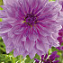 Dahlia Deco. Lavender Ruffles x1 I