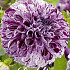 Dahlia Pompon Marble ball x 1 I .