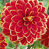 Dahlia Deco. Maxime x1 I