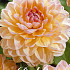 Dahlia Deco. Maya x 1 I .