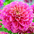 Dahlia Deco. Milena Fleur x1 I .