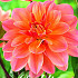 Dahlia Deco. Mister Frans x1 I .