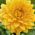 Dahlia Deco. Noordwijks Glory x 1 I .