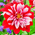 Dahlia Deco. Olga's light x1 I .