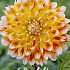 Dahlia Deco. Peaches and Cream x 1 I .