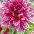 Dahlia Deco. Penhill Dark Monarch x 1 I .