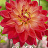 Dahlia Deco. Red Silence x1 I .