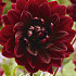 Dahlia Deco. Sam Hopkins  x 1 I .