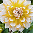 Dahlia Deco. Seattle x 1 I .