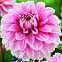 Dahlia Deco. Strawberry Cream x1 I .