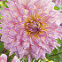 Dahlia Deco. Strawberry Ice x 1 I .