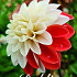 Dahlia Deco. Tangerine Sorbet x1 I .