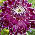 Dahlia Deco. Vancouver x 1 I .