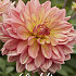 Dahlia Deco. Wanda's Aurora x1 I