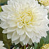 Dahlia Deco. White Perfection x 1 I .