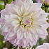 Dahlia Deco. Who Me x 1 I .