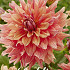 Dahlia Deco. Belle of Barmera x1 I