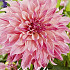 Dahlia Deco. Cafe au Lait Twist x1 I