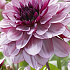 Dahlia Deco. Creme de Cassis x1 I