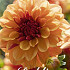 Dahlia Deco. Creme de Cognac x1 I