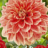 Dahlia Deco. Jowey Brochant x1 I