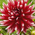 Dahlia Deco. Jowey Morris x1 I