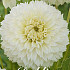 Dahlia Fubuki Myama x 1 I .