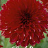 Dahlia Fubuki Red  x 1 I .