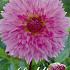 Dahlia Fubuki Sakura x 1 I .