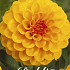 Dahlia Pompon Golden Scepter x1 I .