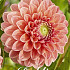 Dahlia Pompon Linda's Baby x1 I