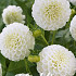 Dahlia Pompon Snow Flake x 1 I .