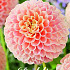 Dahlia Pompon Sweet Suzanne x1 I .