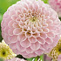 Dahlia Pompon Wizard of Oz x 1 I .