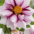 Dahlia Special Edge of Joy x 1 I .