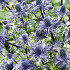 Eryngium Big Blue 1 I .